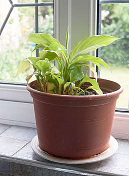 一个,温室,植物,褐色,锅,窗台,台架,厨房