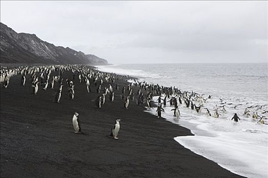 帽带企鹅,南极企鹅,生物群,黑色背景,沙滩,欺骗岛,南极