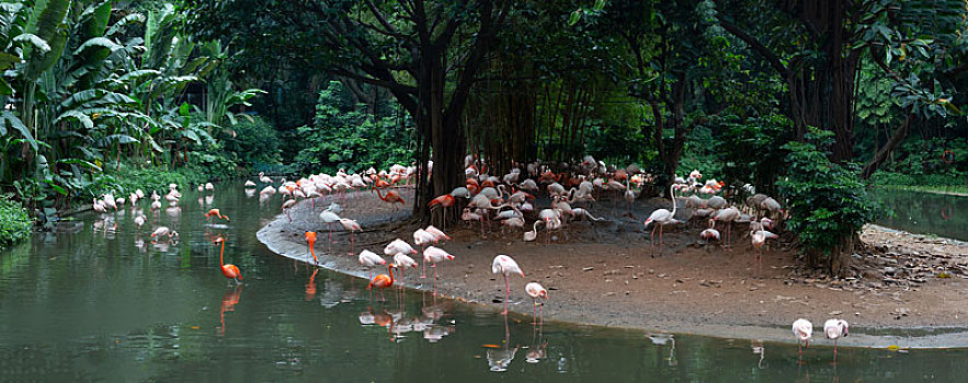 广州长隆野生动物园火烈鸟的栖息地
