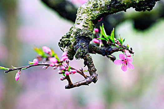 连平,桃花,桃林