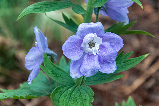 春天植物园盛开的蓝色高翠雀花