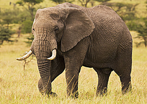 公象,马赛马拉,肯尼亚,非洲