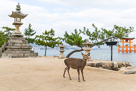 严岛神社,光泽,鹿