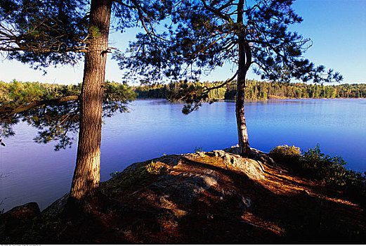 松树,湖,阿尔冈金省立公园,安大略省,加拿大