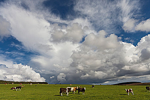 牛,放牧,土地,诺森伯兰郡,英格兰