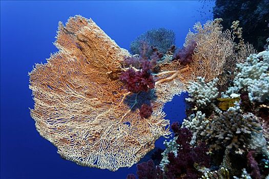 海扇,软珊瑚,兄弟群岛,红海,埃及,非洲