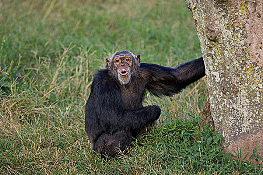 黑猩猩,类人猿,喘息,乌干达