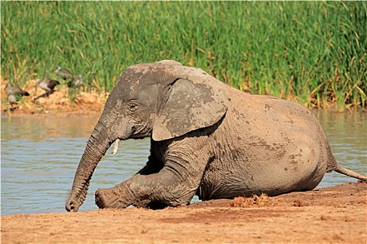 玩耍,非洲象