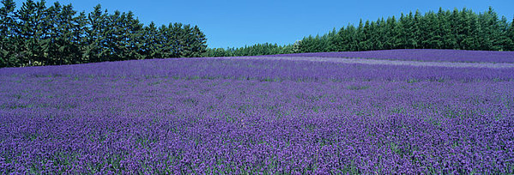 薰衣草,山