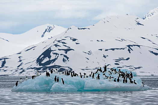 海雀,厚嘴海鸦,沿岸,冰山,斯匹次卑尔根岛,斯瓦尔巴特群岛,挪威