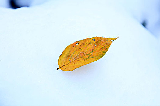 叶子,雪地