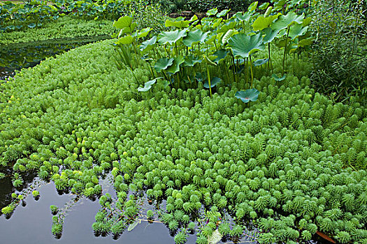 成都百花潭公园