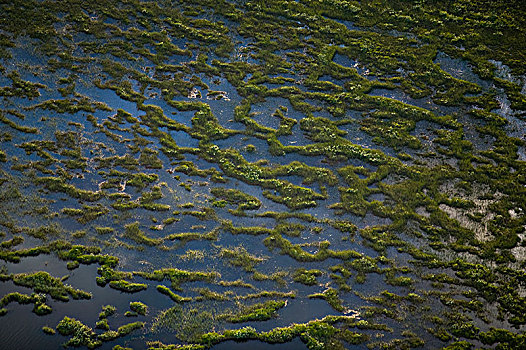 航拍,俯视,沼泽,瑞典
