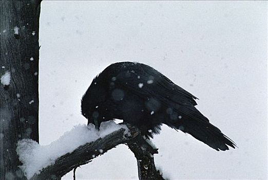 大乌鸦,渡鸦,吃,雪,暴风雪,北美
