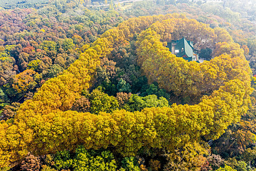 航拍南京钟山风景名胜区美龄宫法国梧桐树茂密