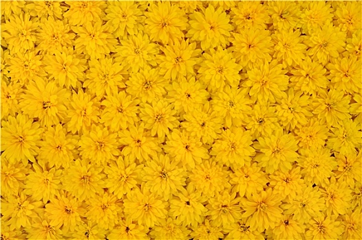 多,黄雏菊属植物,头状花序,黄色,雏菊,背景