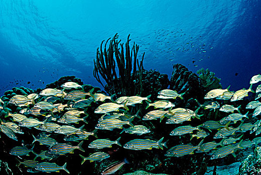 鱼群,咕噜声,博奈尔岛,荷属列斯群岛,加勒比海