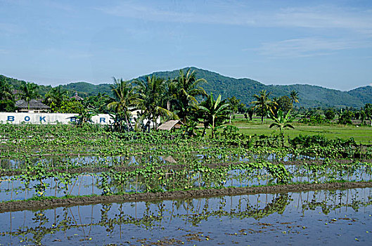 印度尼西亚,岛屿,龙目岛,特色,农场,地面,洪水,稻田,远景