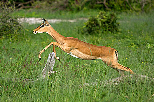 黑斑羚,母羊,跳跃,莫雷米禁猎区,奥卡万戈三角洲,博茨瓦纳