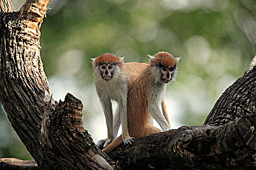 猴子,两个,幼小,树,冈比亚,非洲