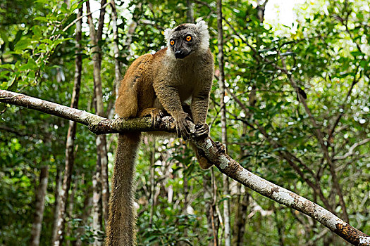 黑狐猴,褐色的狐猴,枝头,国家公园,马达加斯加,非洲