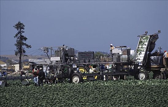 工人,收获,头部,莴苣,地点,加利福尼亚,美国