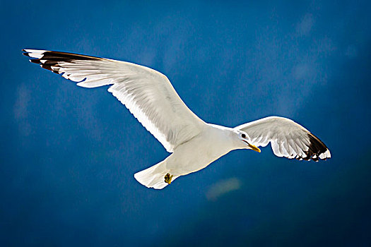 海鸥,飞,松恩峡湾,松奥菲尔当纳,挪威