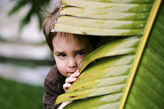 肖像,小男孩,隐藏,后面,棕榈叶,科斯塔梅萨,加利福尼亚,美国