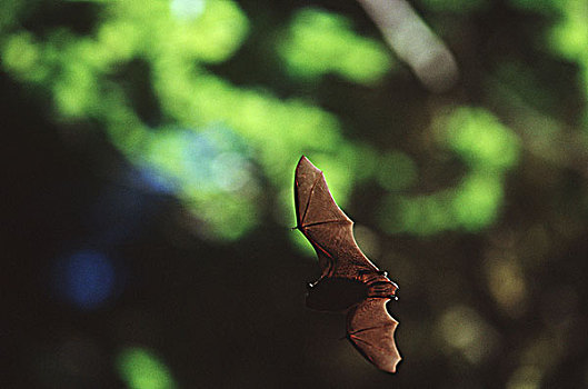 夏洛特女王岛,蝙蝠,飞行,南,不列颠哥伦比亚省,加拿大