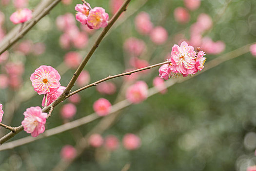 春天里成都杜甫草堂的竹林梅花草地道路