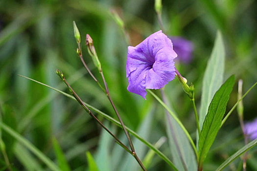 小紫花