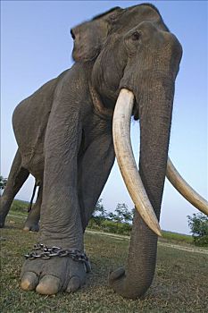 亚洲象,象属,工作,链子,动物,游客,巡视,卡齐兰加国家公园,印度