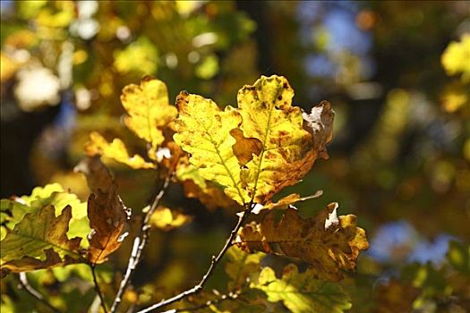 秋天,橡树,栎属,栎树