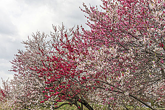 桃树,长野,日本