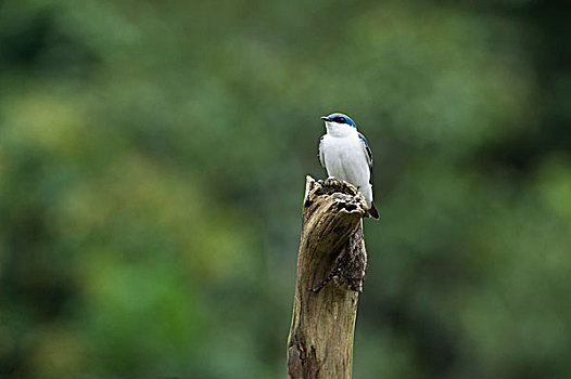 喙,蝙蝠,国家公园,亚马逊雨林,厄瓜多尔