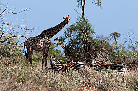 马萨伊,长颈鹿,禁猎区,查沃,肯尼亚