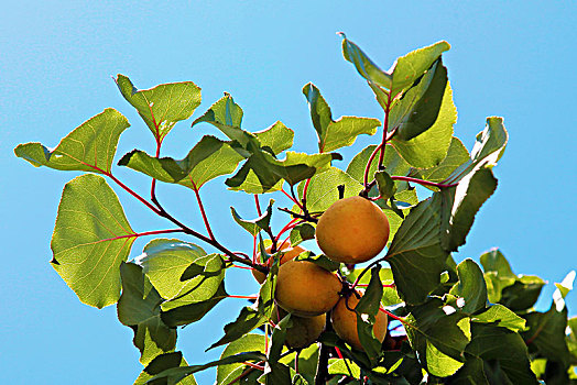 树上成熟的杏子