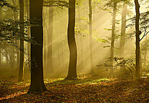 太阳光线,晨雾,落叶林,靠近,萨克森安哈尔特,德国,欧洲