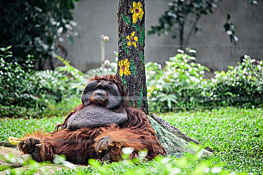 胡志明动物园的猩猩
