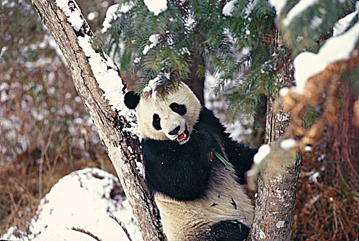 熊猫,树上,雪中,卧龙,四川,中国