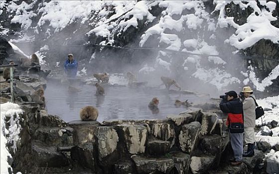 雪猴,群体,日本