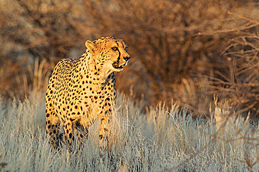 印度豹,猎豹,雄性,站立,高,草,俘获,纳米比亚,非洲
