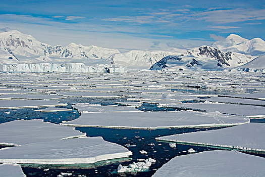 南,南极,圆,靠近,阿德莱德,岛屿,浮冰