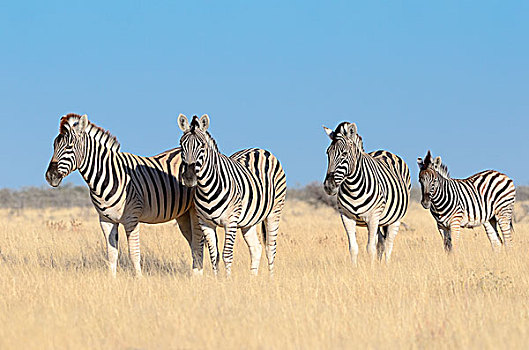斑马,成年,小马,站立,干草,埃托沙国家公园,纳米比亚,非洲