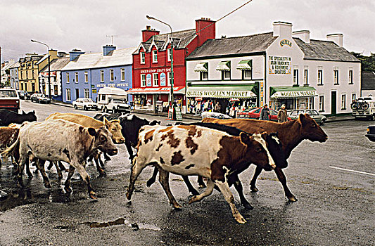 爱尔兰,凯瑞郡,母牛,街道