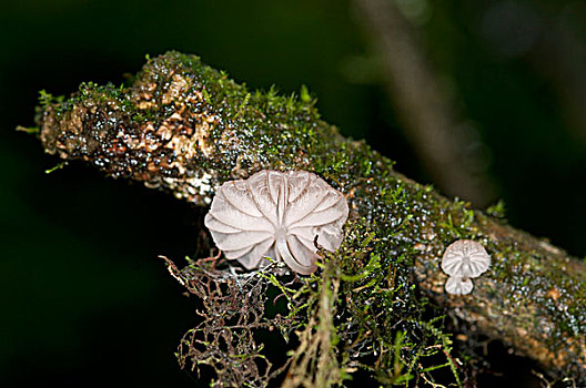 蘑菇,区域,安第斯,云,树林,厄瓜多尔,南美