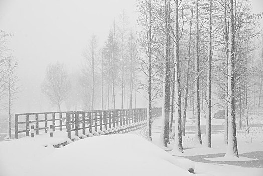 雪景