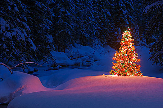 发光,圣诞树,树林