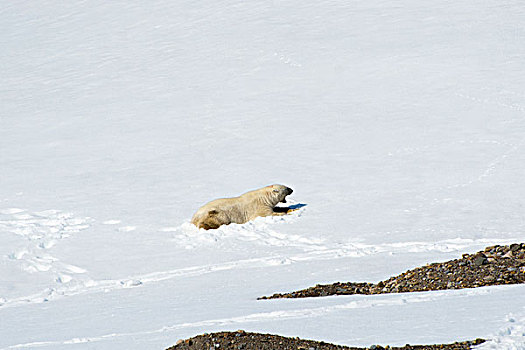挪威,斯瓦尔巴特群岛,北极熊