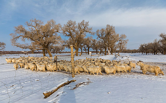 胡杨林,冬季,雪景